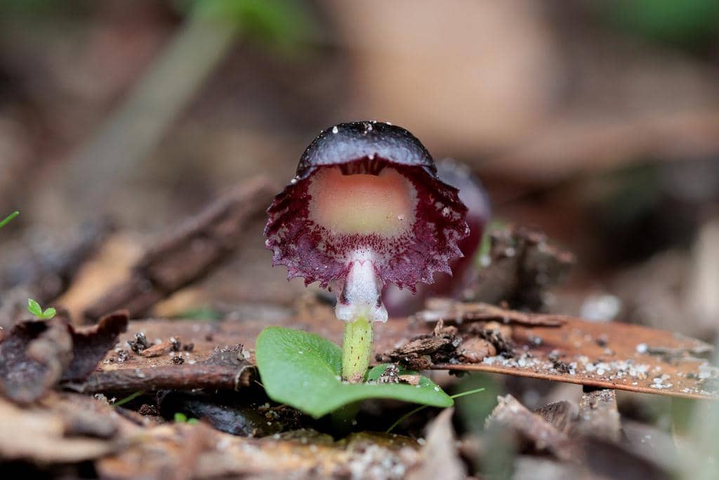 Anggrek Corybas diemenicus