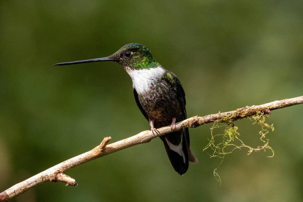 Burung Coeligena torquata