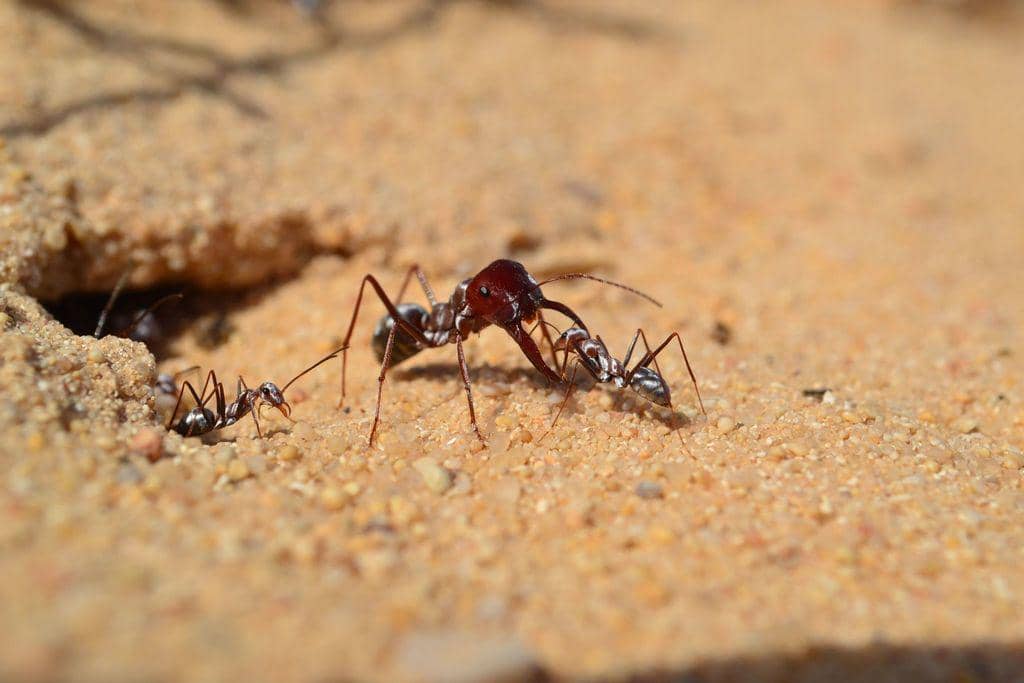 Semut perak Sahara (Cataglyphis bombycina)