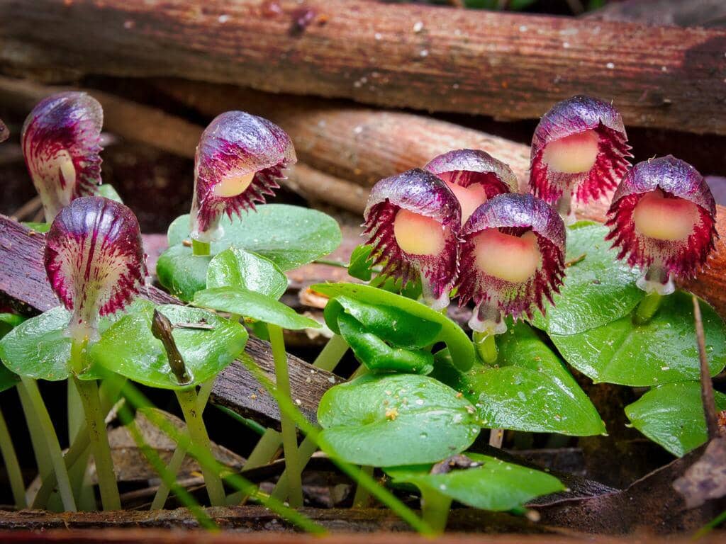 5 Fakta Veined Helmet Orchid, Anggrek Mini dengan Bentuk seperti Helm