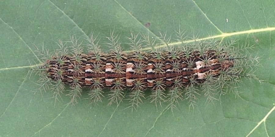 Ulat Lonomia obliqua