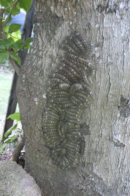 Ulat Lonomia obliqua