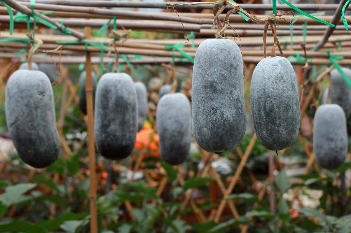 ilustrasi winter melon 