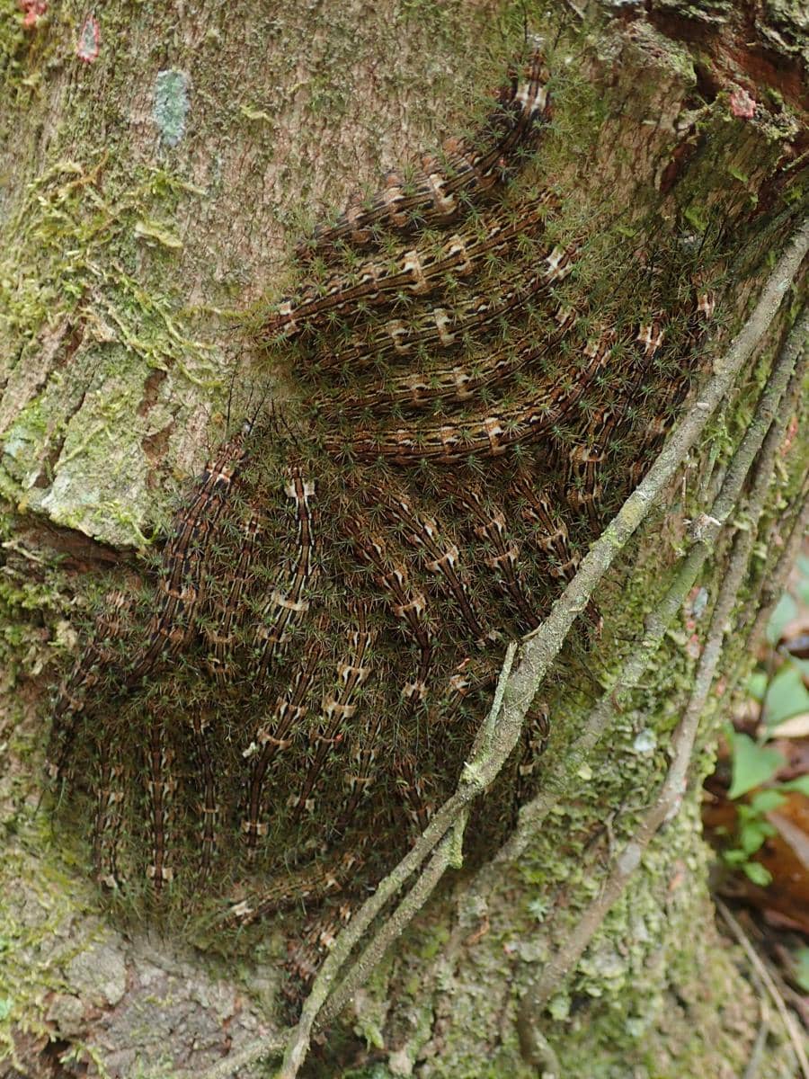 Ulat Lonomia obliqua