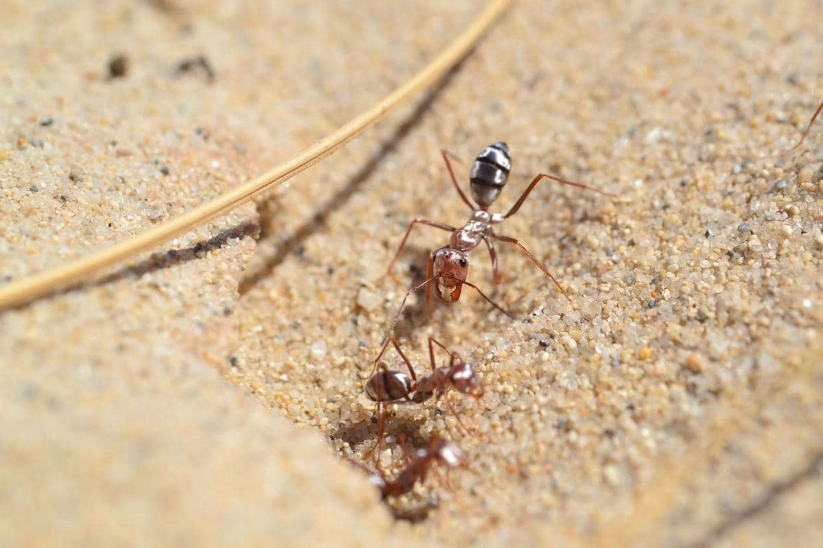 Semut perak Sahara (Cataglyphis bombycina)