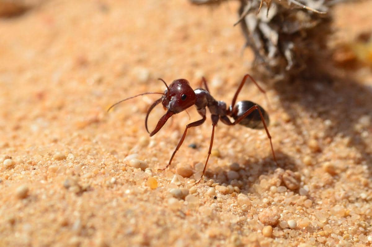 5 Fakta Semut Perak Sahara, Pelari Super Cepat dari Gurun Sahara