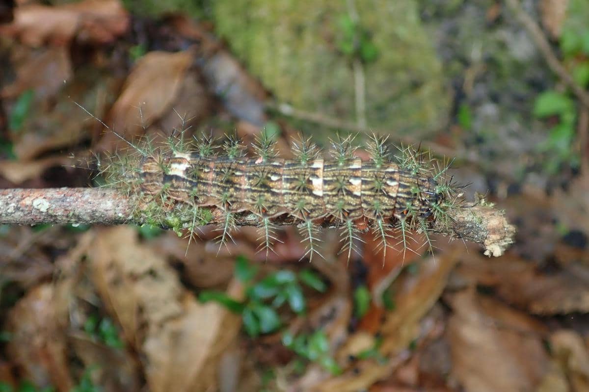 Ulat Lonomia obliqua