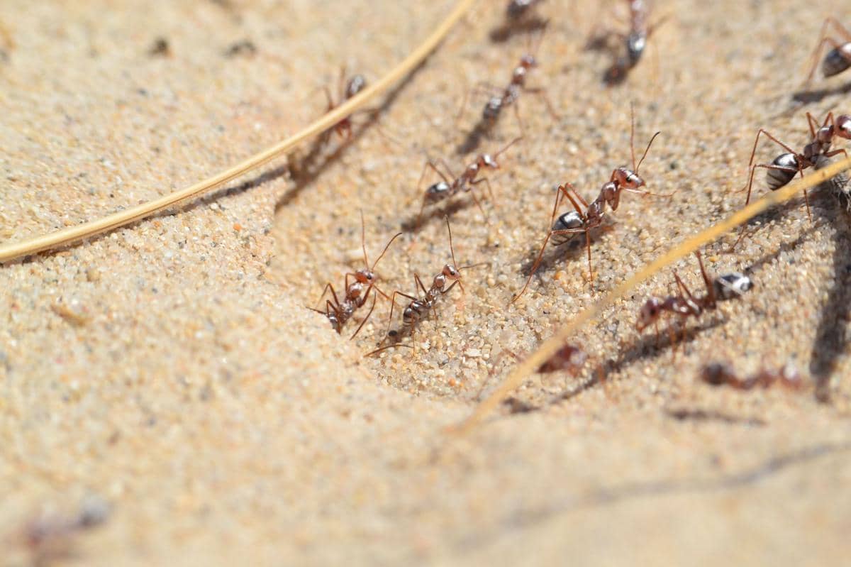 Semut perak Sahara (Cataglyphis bombycina)
