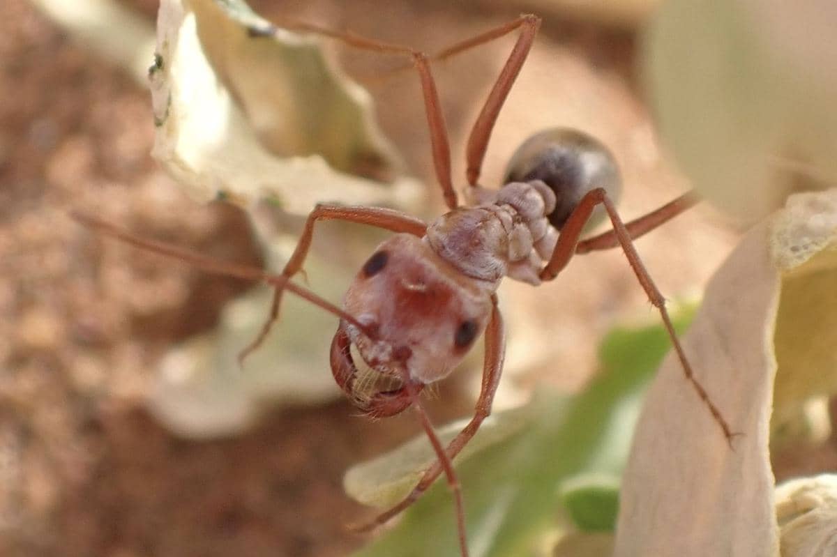 Semut perak Sahara (Cataglyphis bombycina)