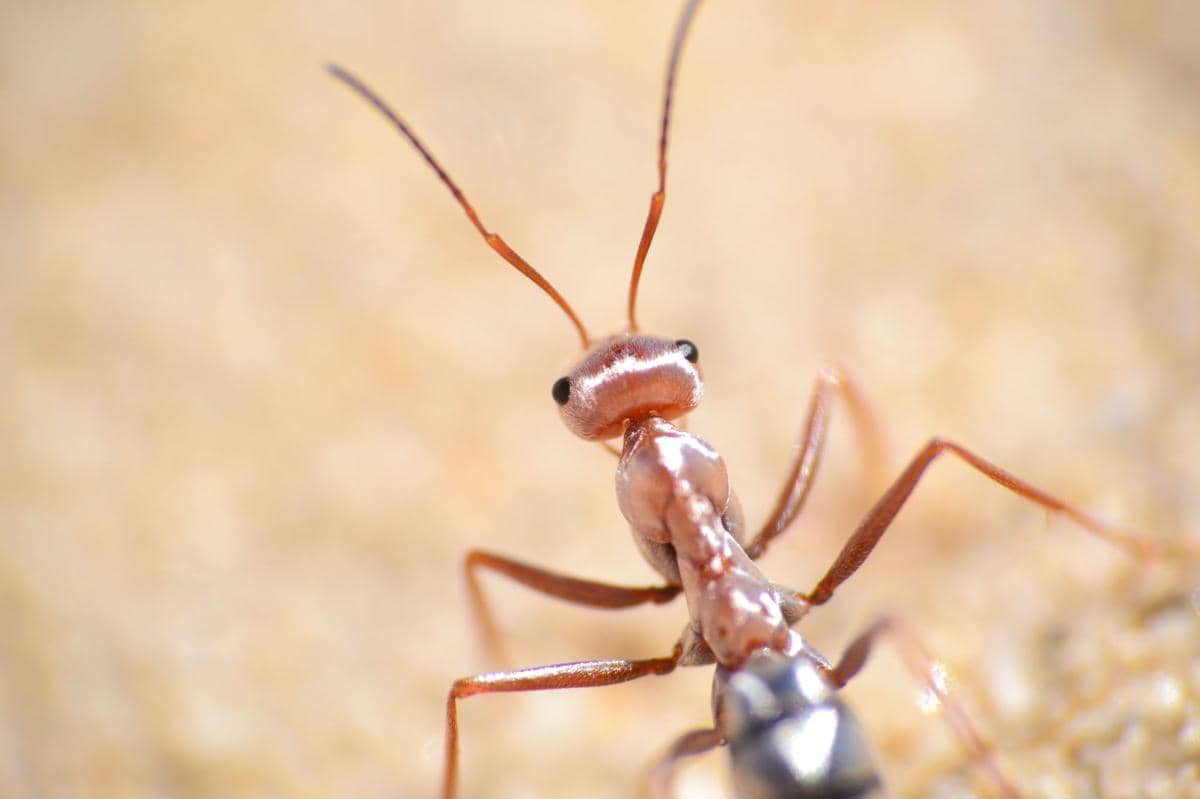 Semut perak Sahara (Cataglyphis bombycina)
