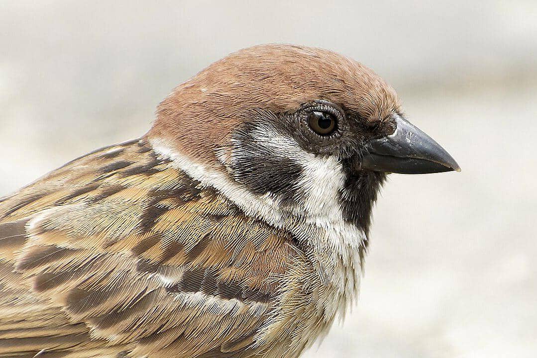 7 Fakta Gereja Eurasia, Burung yang Akrab dengan Orang Indonesia