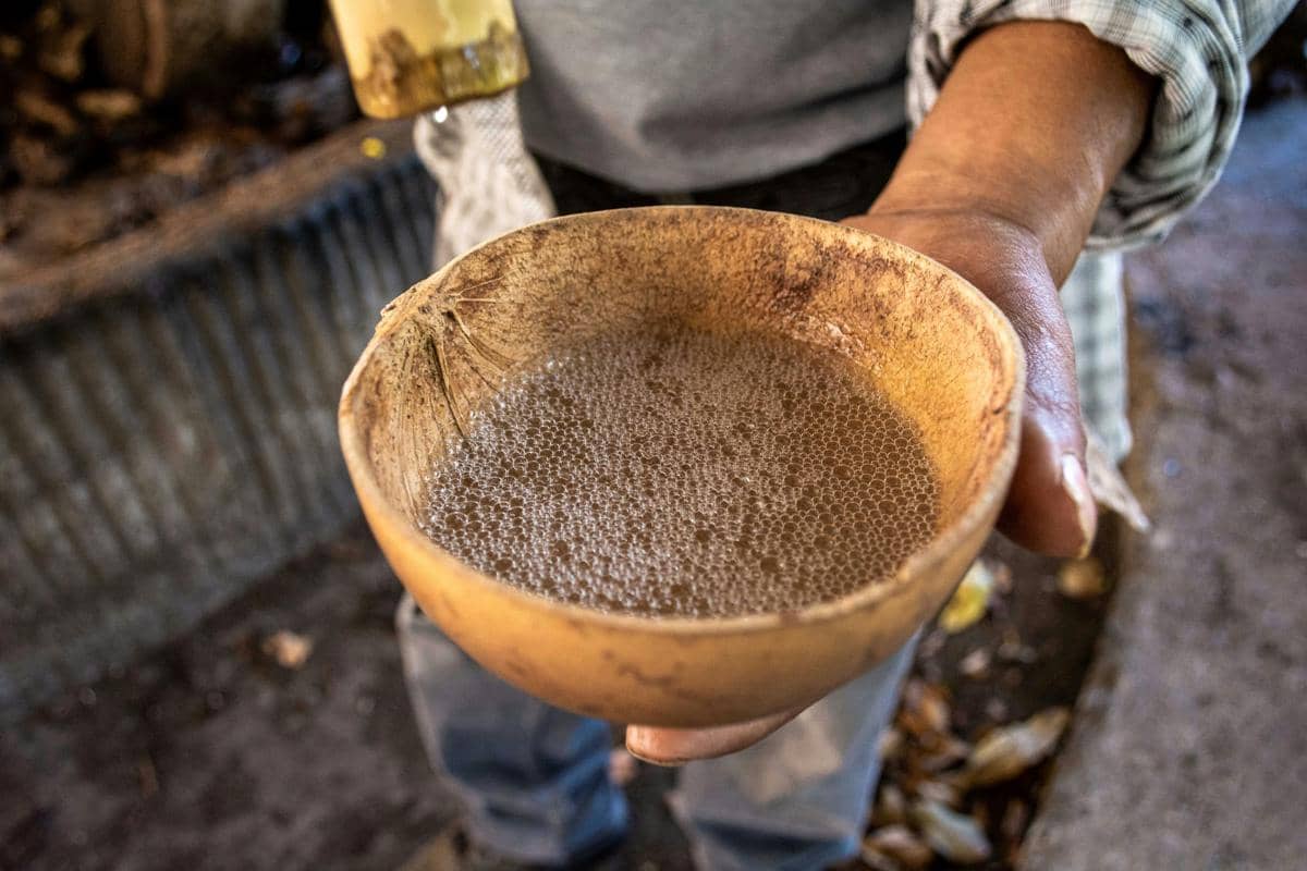 ilustrasi minuman kava yang menjadi simbol kebersamaan dalam budaya masyarakat Tonga. (pexels.com/Jose de los Santos Calderón)