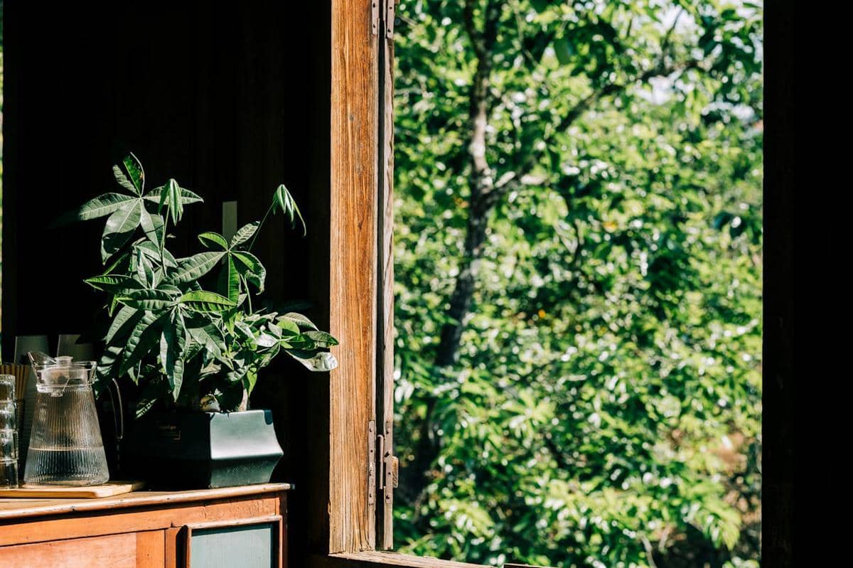 5 Tanaman Hias Indoor Pembawa Rezeki Menurut Feng Shui, Wajib Punya!