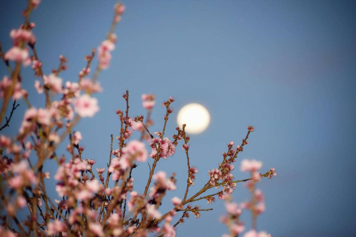 Bulan purnama tampak bersinar di langit biru dengan cabang bunga berwarna merah muda di latar depan.