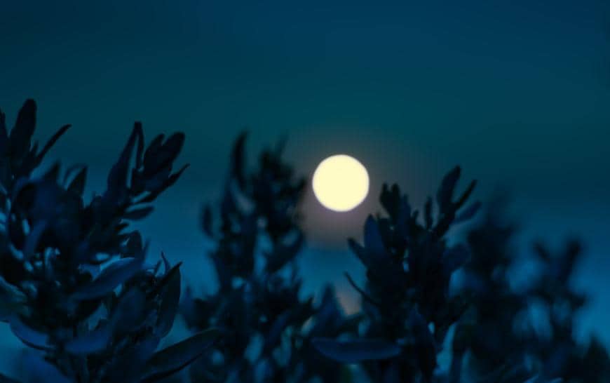 Bulan purnama bersinar terang di langit malam dengan siluet dedaunan gelap di latar depan yang menciptakan suasana tenang.