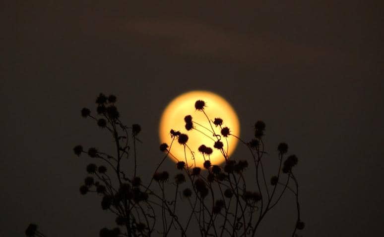 7 Fakta Mengejutkan Flower Moon Mei 2026, Bukan Sekadar Cantik!