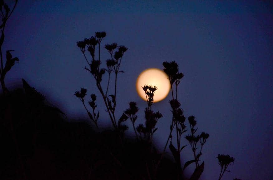 Bulan purnama berwarna keemasan tampak di langit senja dengan siluet bunga dan batang tanaman di latar depan.