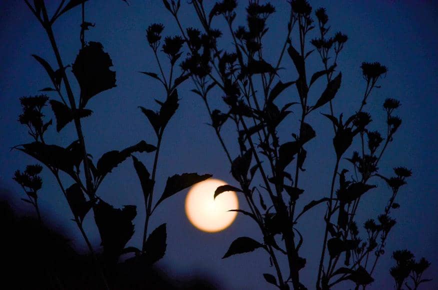 ilustrasi flower moon