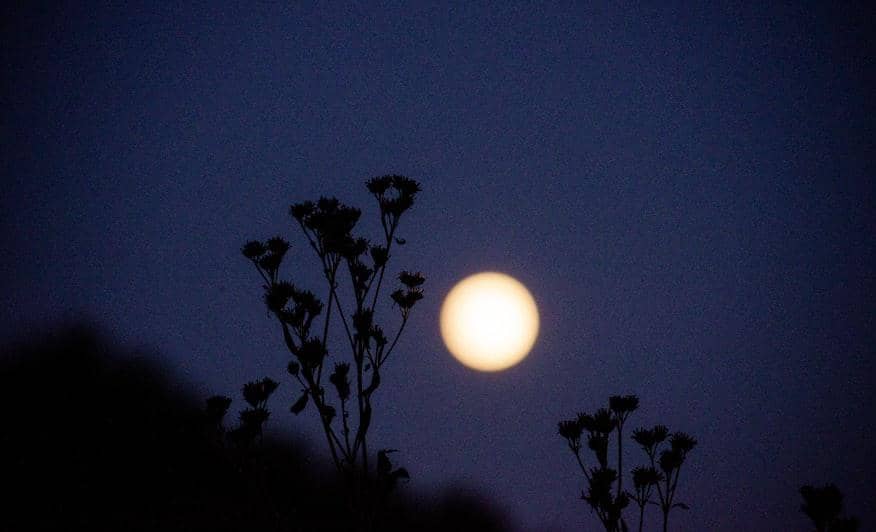 Bulan purnama bersinar terang di langit malam dengan siluet bunga dan tanaman di latar depan yang gelap.