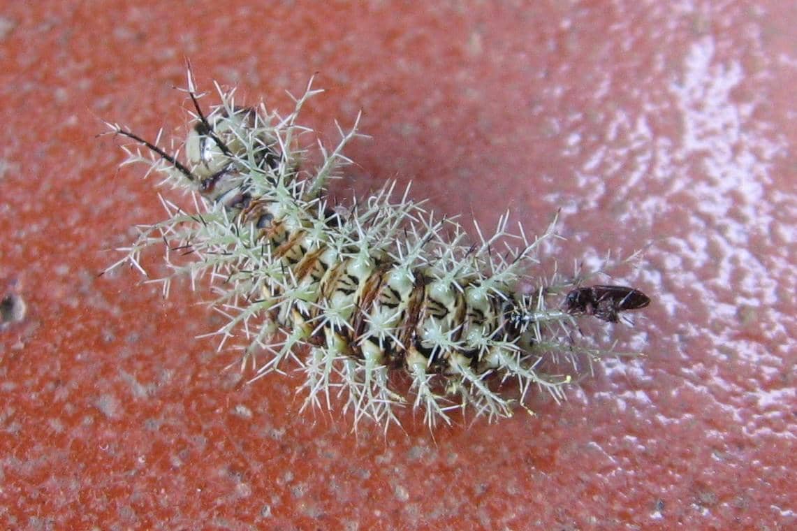 5 Fakta Ulat Lonomia Obliqua, si Kecil Beracun yang Mengancam Nyawa