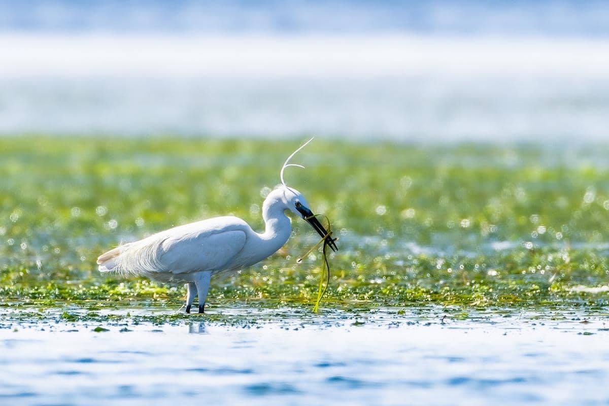Burung bangau kecil berwarna putih berdiri di perairan dangkal Pulau Djerba sambil memegang ranting atau rumput laut di paruhnya.