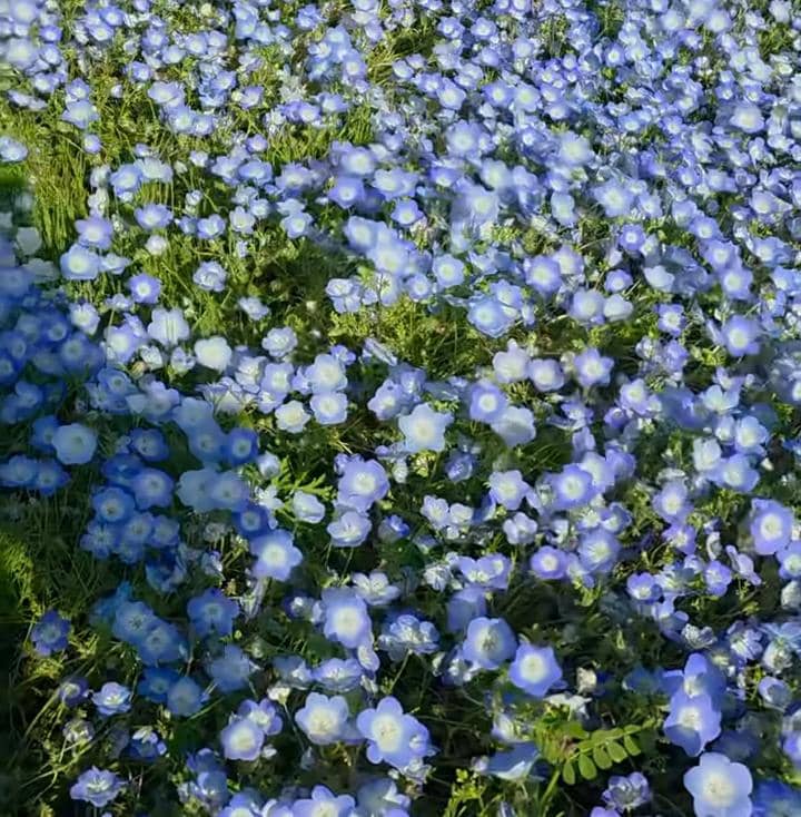 Sabrina Anggraini liburan di Hitachi Seaside Park