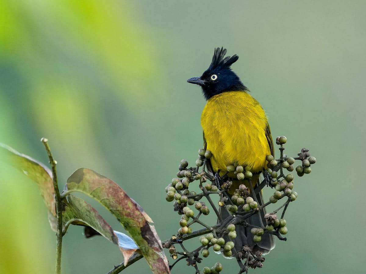 5 Fakta Cucak Kuning, Si Cantik Berwarna Terang yang Suka Makan Buah