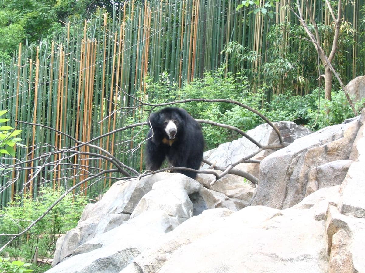 beruang kungkang