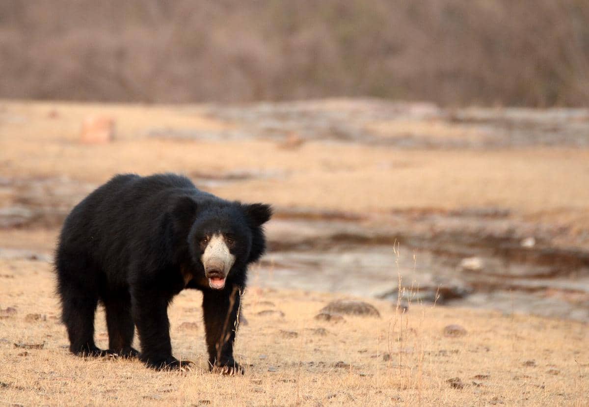 5 Fakta Beruang Kungkang, Beruang dengan Ekor Terpanjang di Dunia