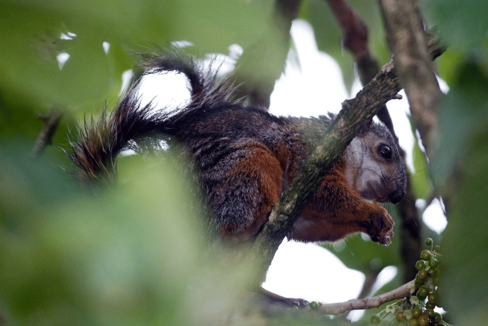 variegated squirrel