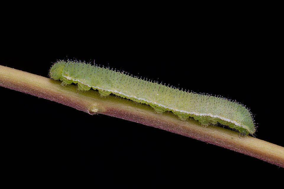 Larva Eurema hecabe