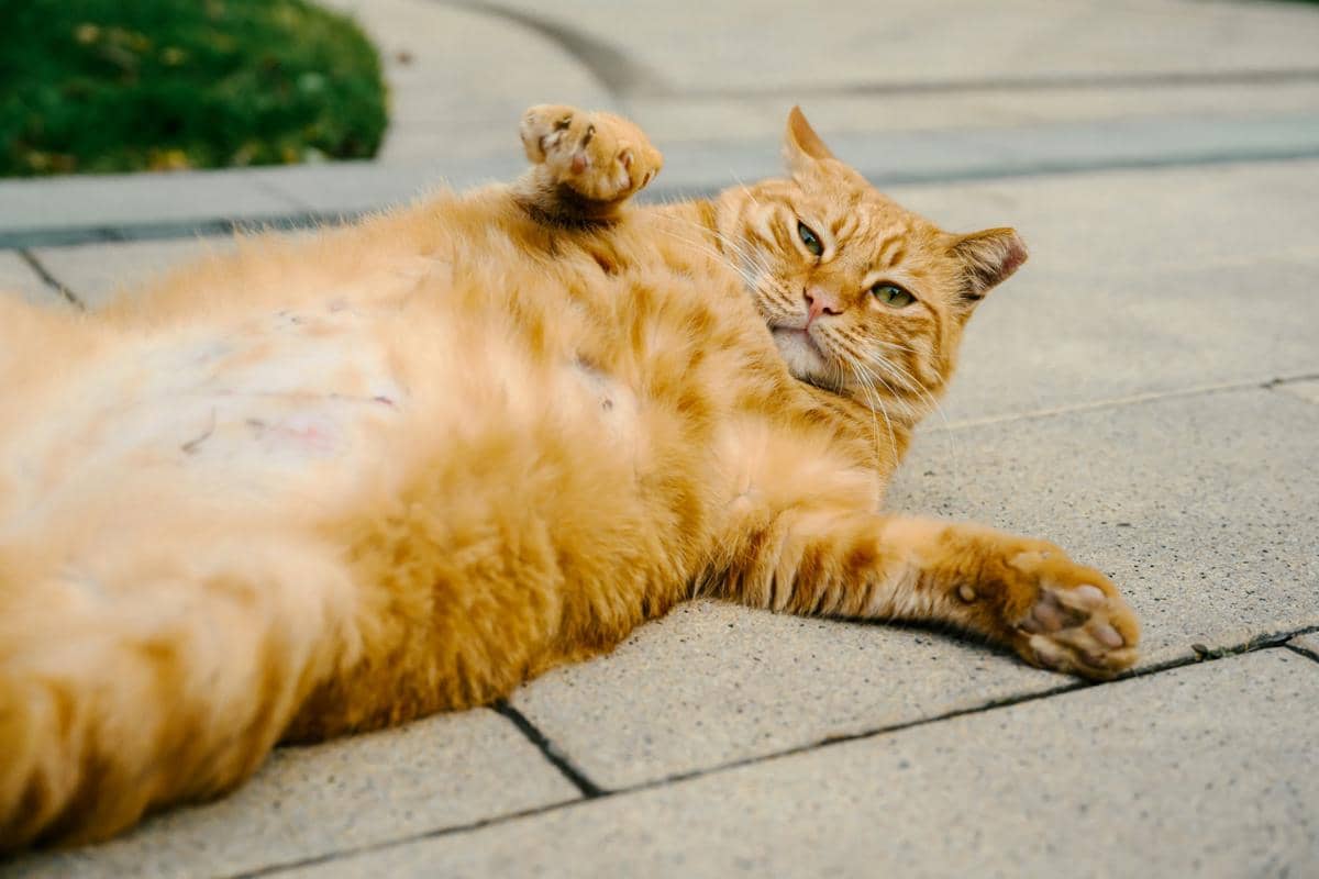 5 Tips Mencegah Kucing Sakit Perut, Perhatikan Makanannya