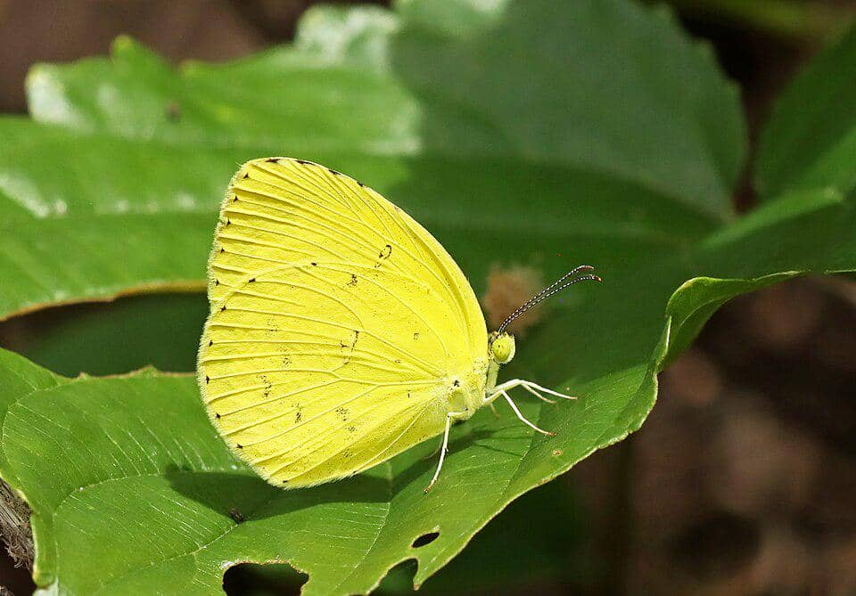 5 Fakta Menarik Common Grass Yellow, Kupu-Kupu Kuning yang Lincah