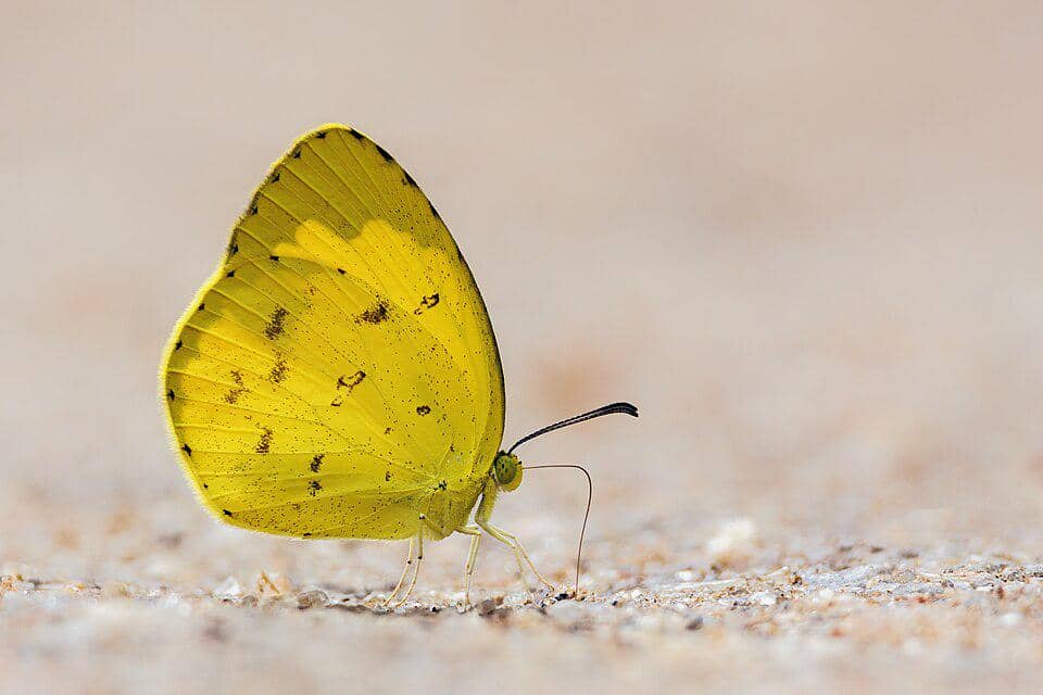 Kupu-Kupu Eurema hecabe