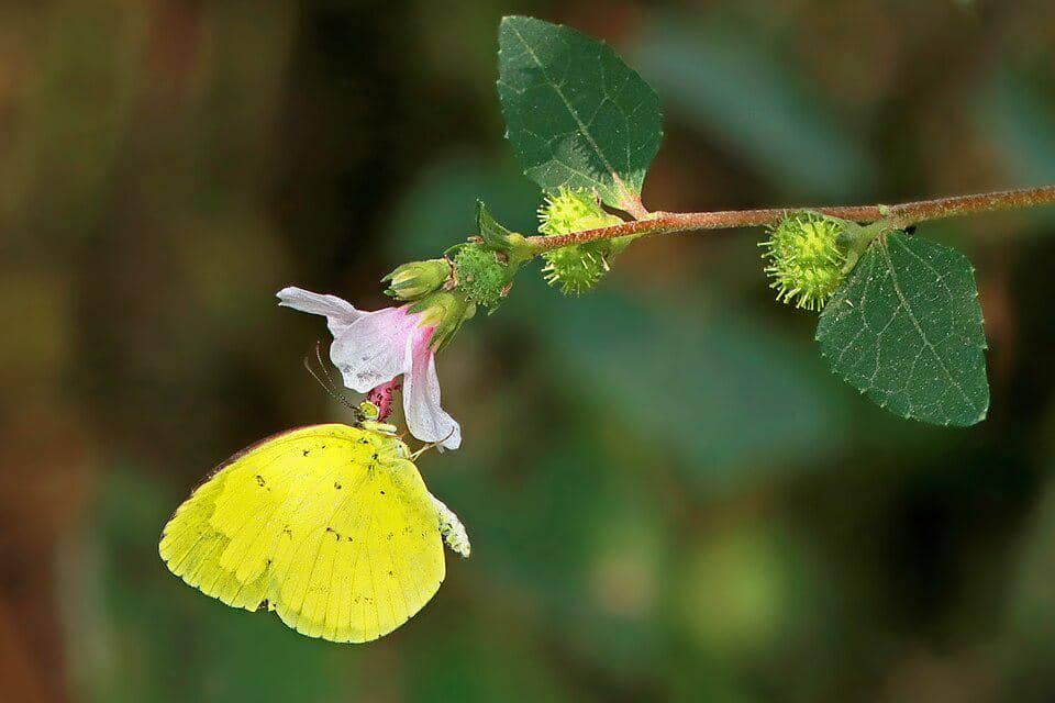 Kupu-Kupu Eurema hecabe