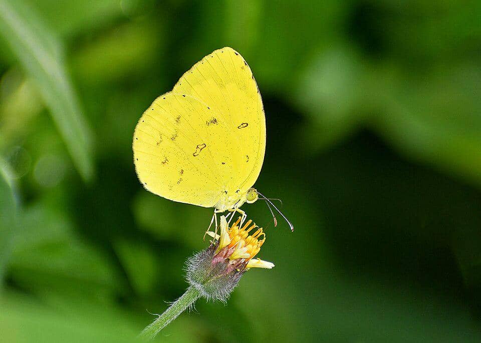 Kupu-Kupu Eurema hecabe