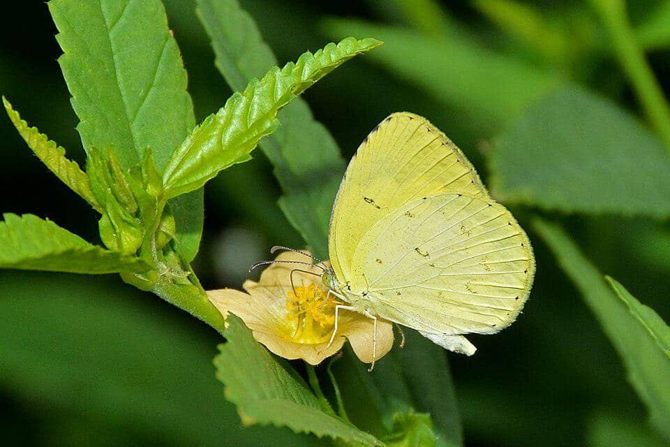 Kupu-Kupu Eurema hecabe