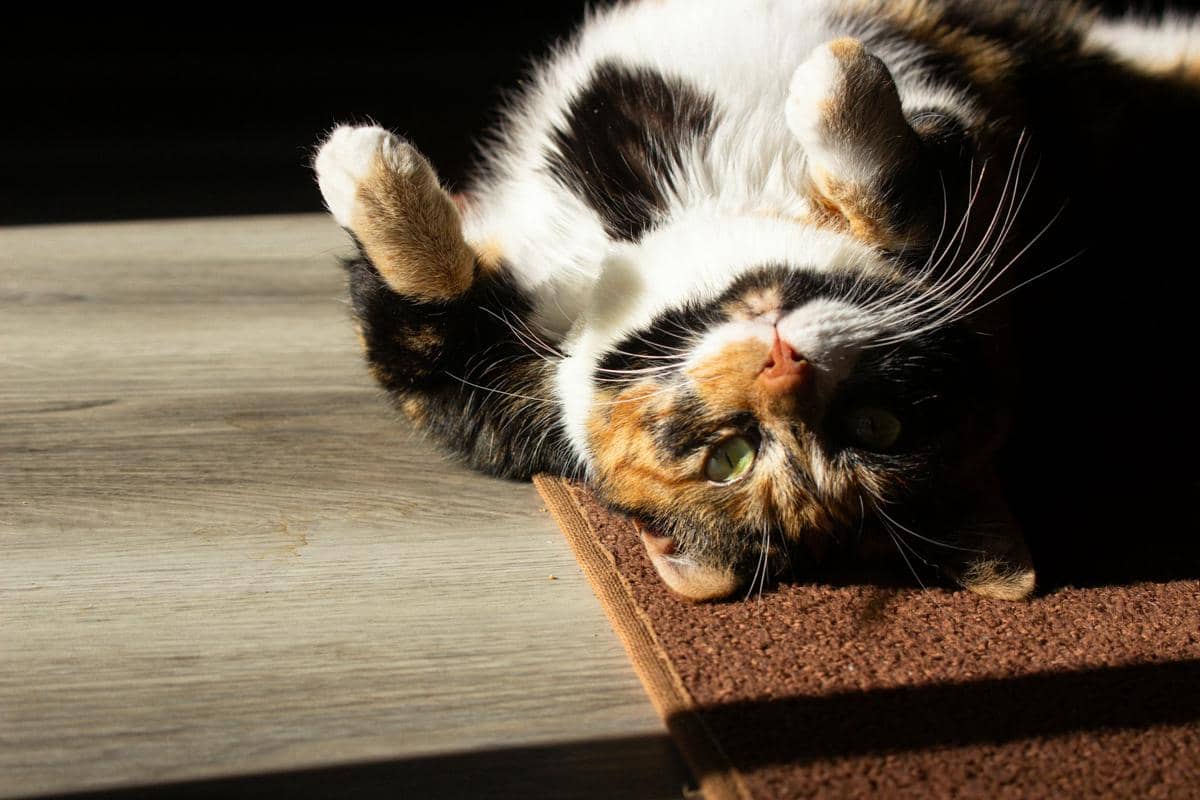 kucing