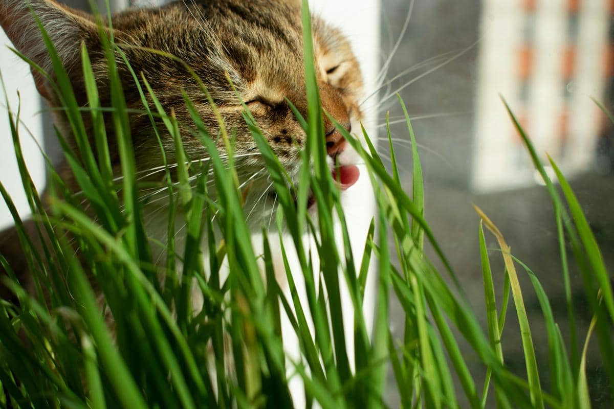 kucing