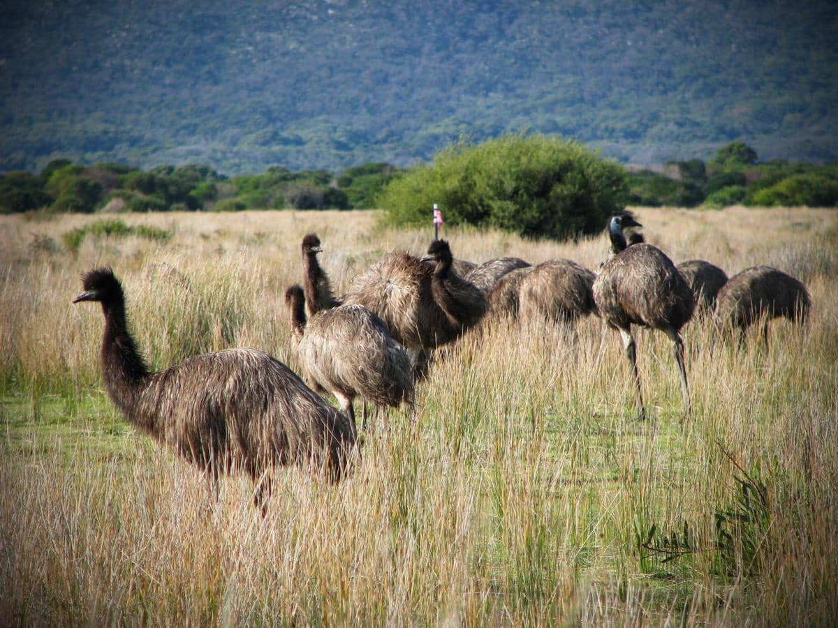 kawanan emu yang hidup bebas di kawasan Wilsons Promontory.