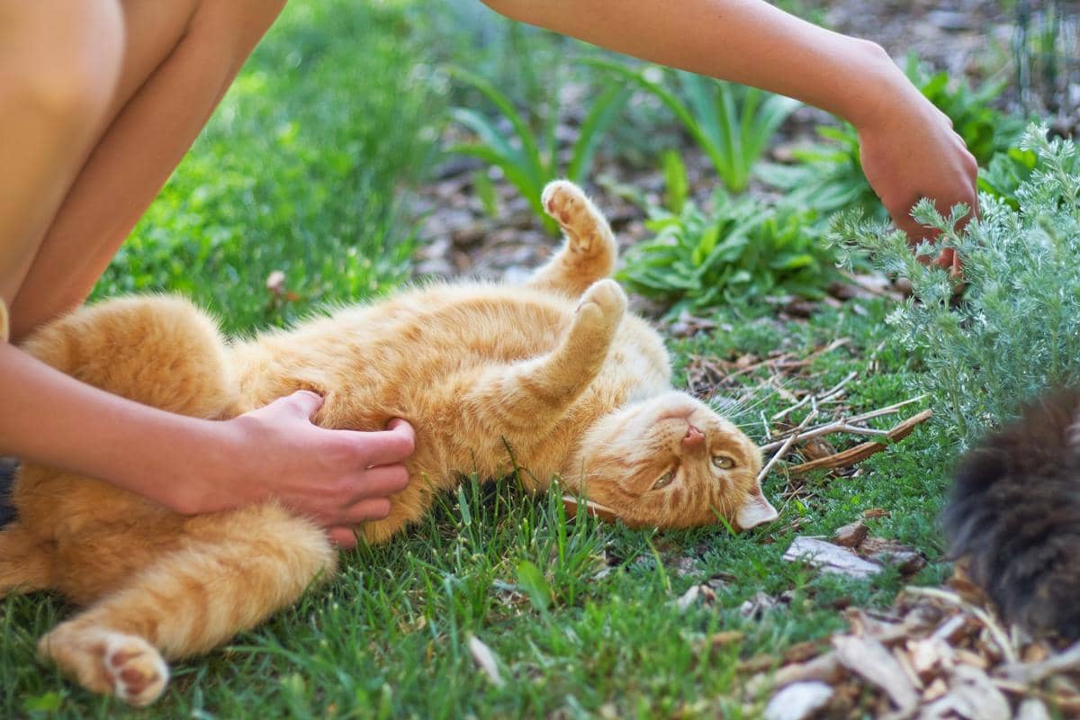 kucing