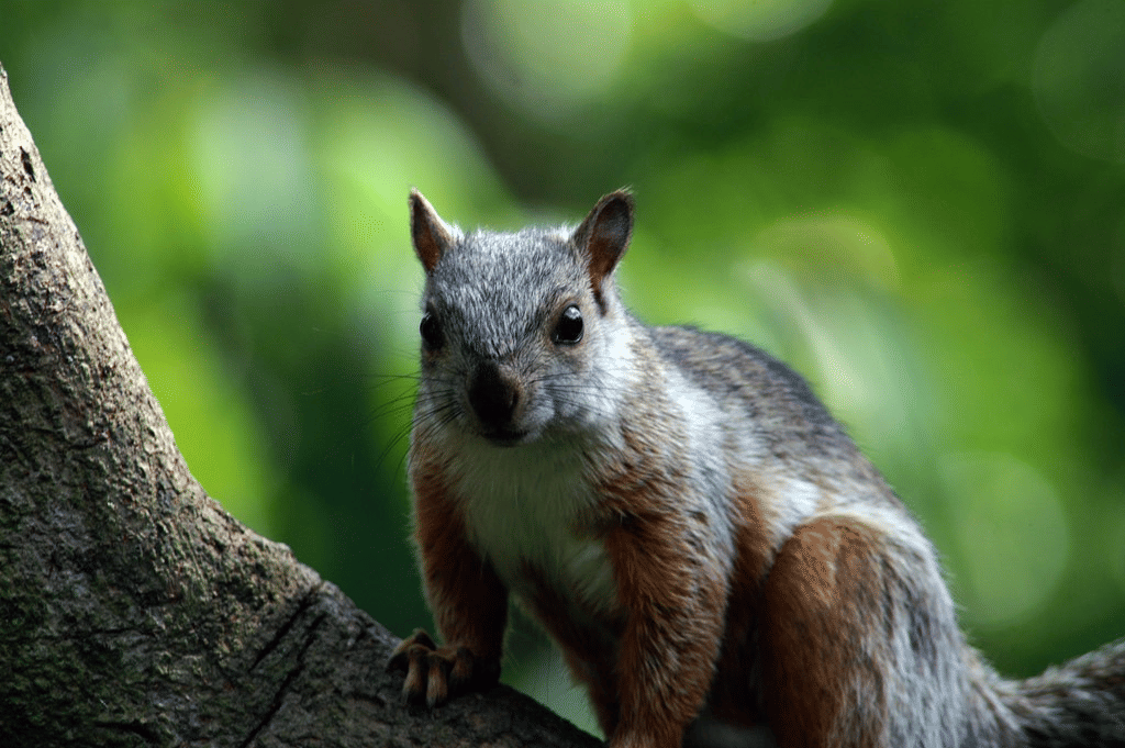 variegated squirrel