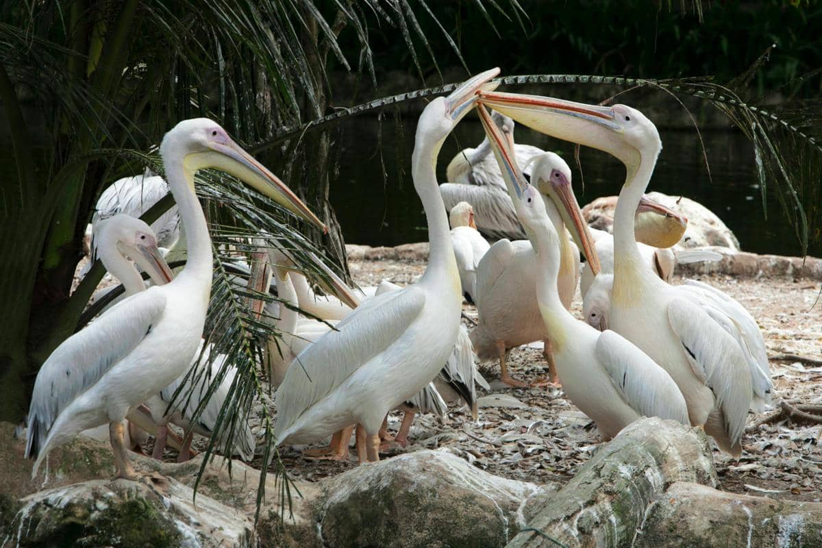 Burung pelikan