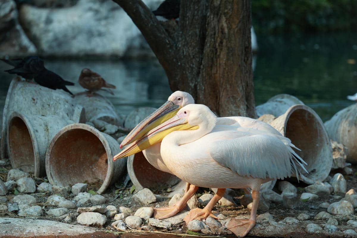 Burung pelikan