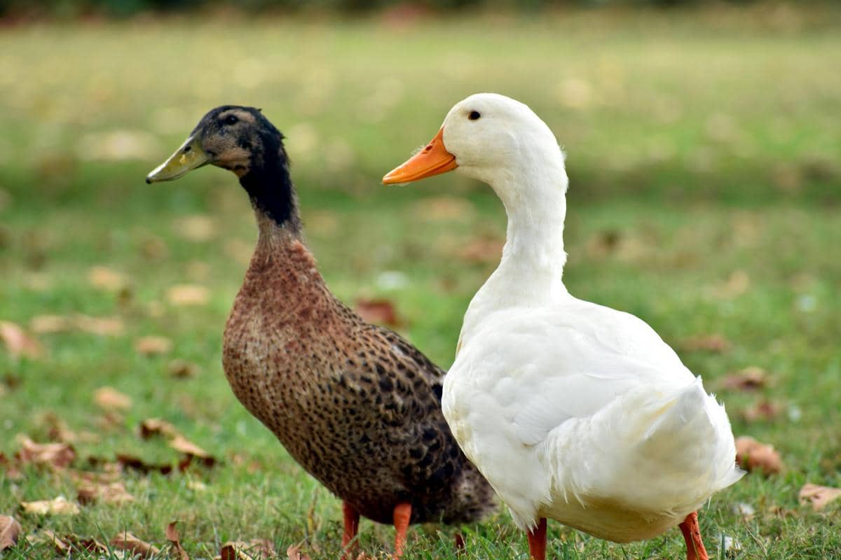 Bebek