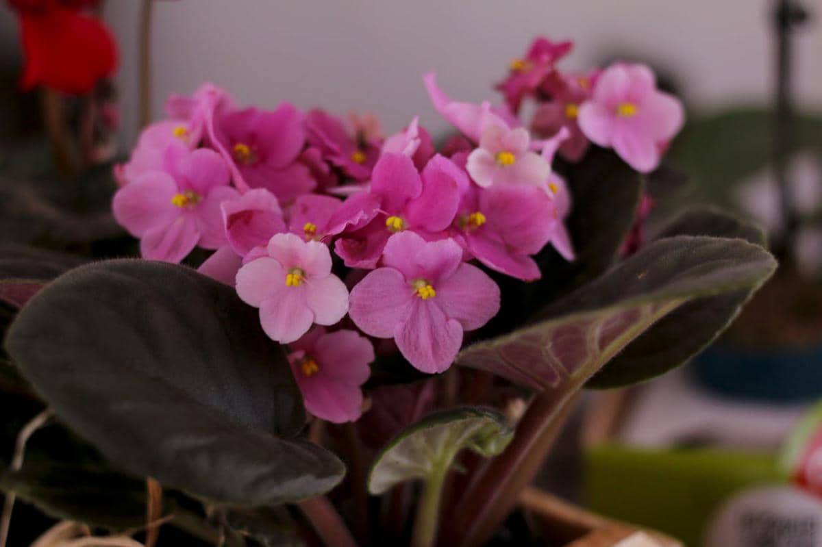 ilustrasi african violet