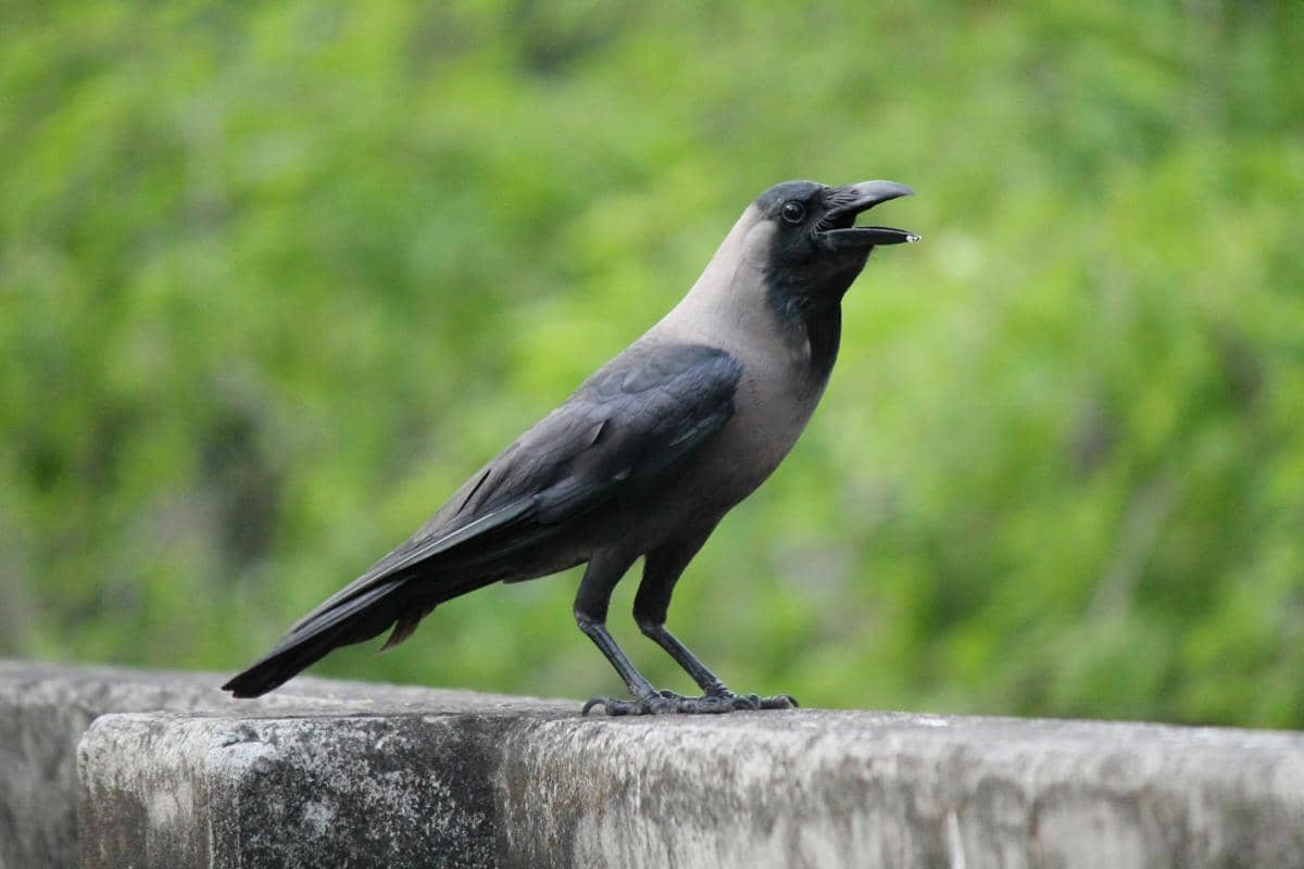Burung gagak