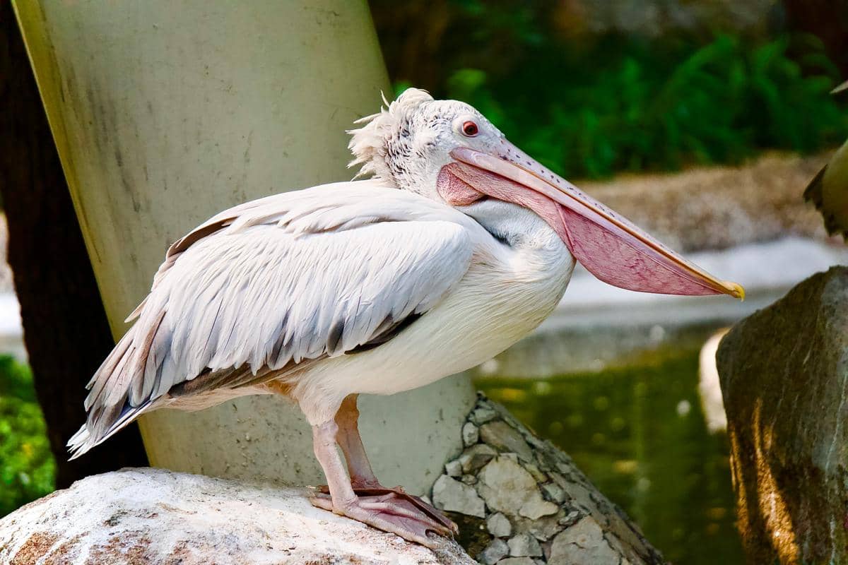 5 Fakta Menarik Burung Pelikan, Burung Purba Terbesar di Dunia