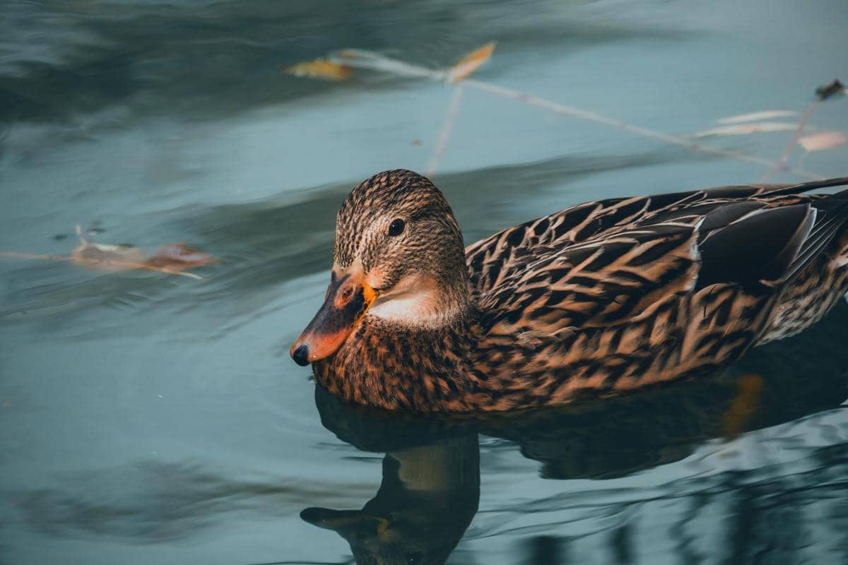 Bebek
