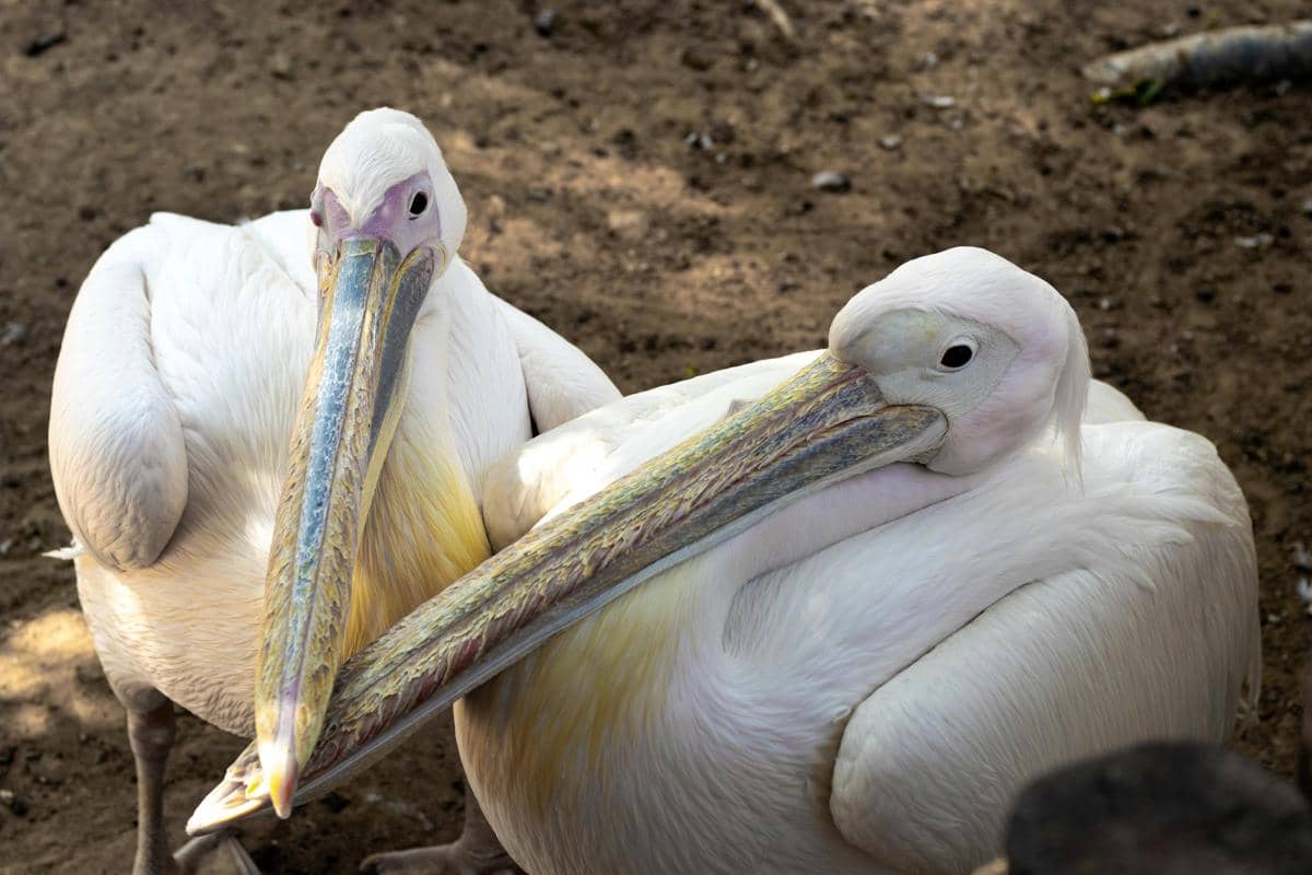 Burung pelikan
